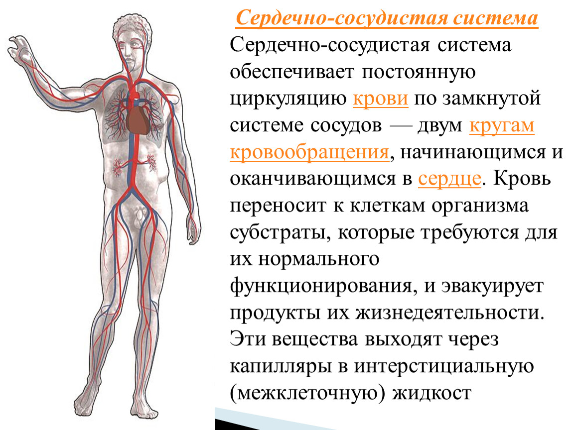 Функции сердечно-сосудистой системы. Система кровообращения человека. Кровь и кровеносная система. Сердечно сосудистая система. Почему кровеносную систему называют сердечно сосудистой системой.