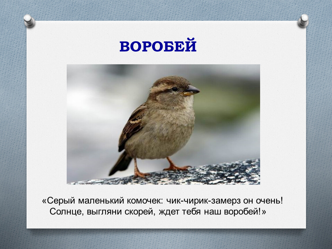 Песня чик чирик воробей. Серый Воробей. Воробей серенький. Воробей Чик чирик. Серый Воробей фото.