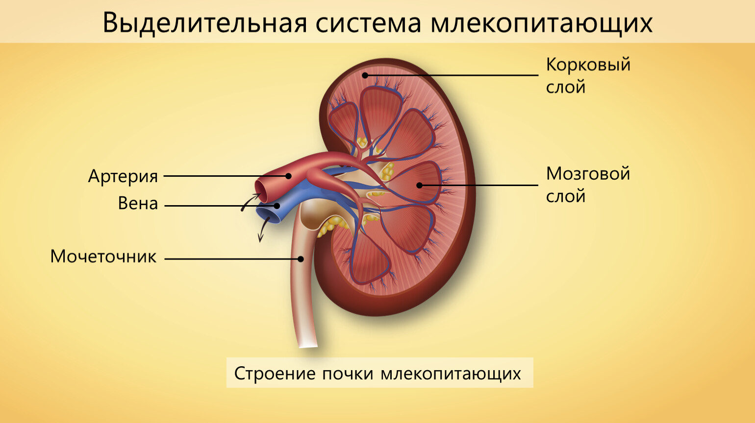 Схема строения выделительной системы млекопитающих