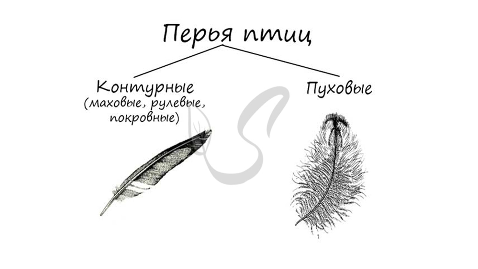 строение перьев у птиц
