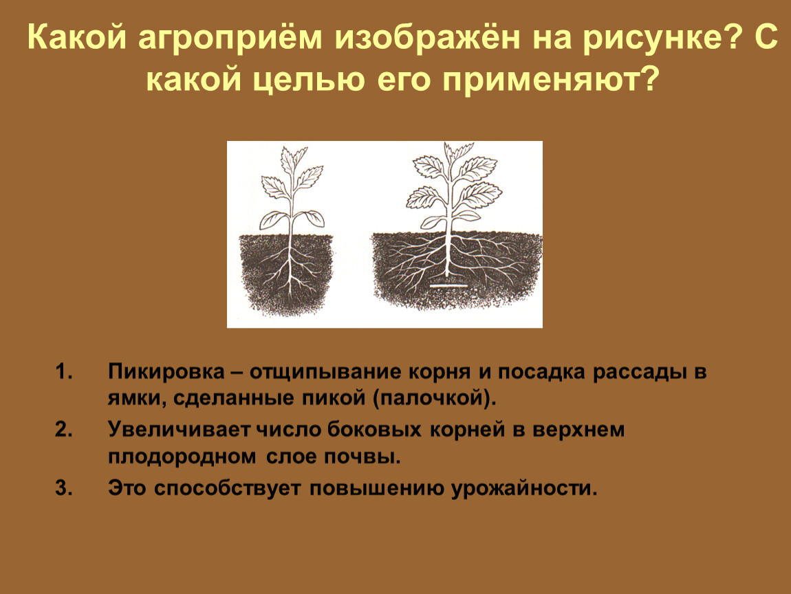 Какой метод позволил ученым установить эффективность. Пикировка растений биология. Агротехнические приемы пикировка. Пикировка корня. Агротехнические приемы биология.