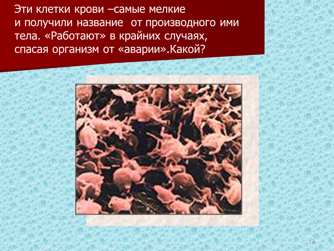 Наиболее мелкими являются. Самые мелкие клетки крови называются. Самая мелкая клетка. Клетки крови и их производные. Презентация по биологии 7 класс кровеносная система кровь латюшин.