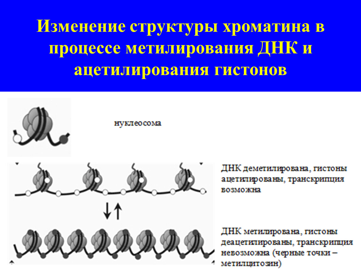 Роль хроматина