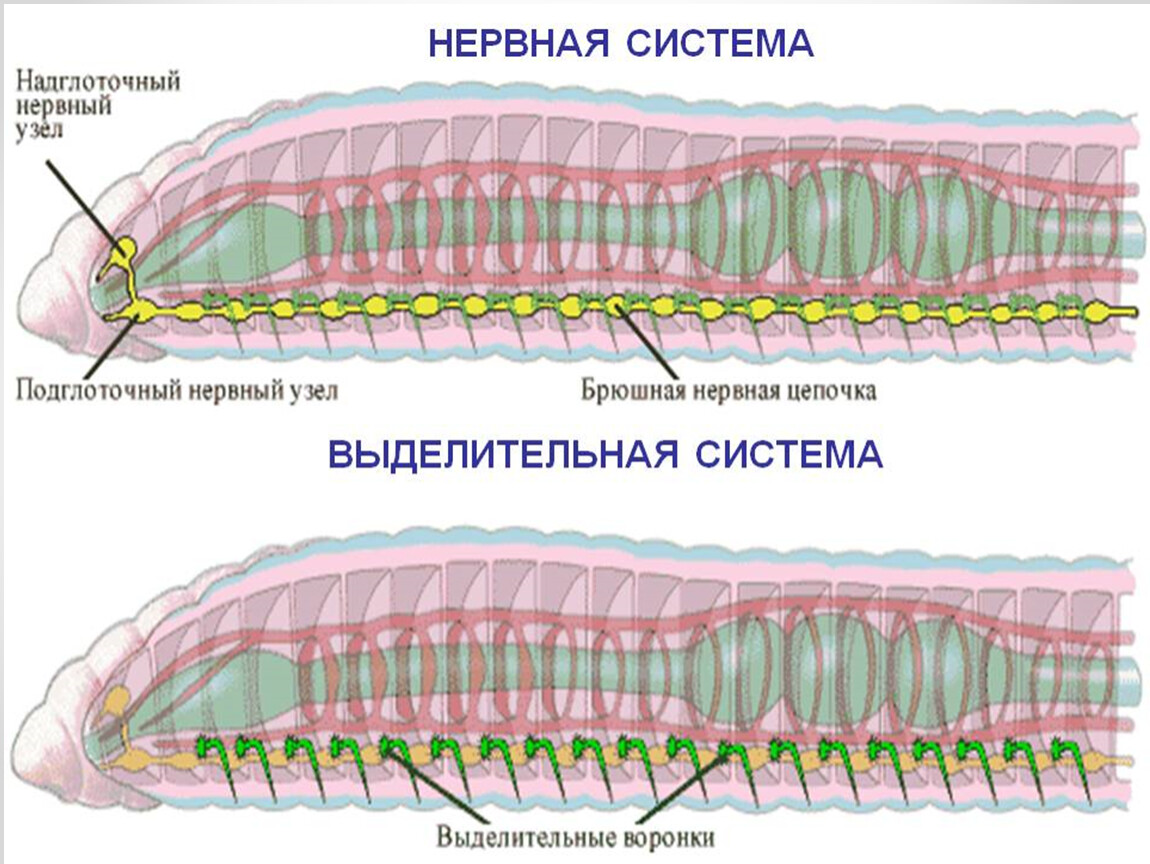 Внутреннее строение кольчатых. Сисистема органов кольцатых черве. Системы органов кольчатых червей. Внутреннее строение дождевого червя выделительная система. Система органов кольчатого червя.
