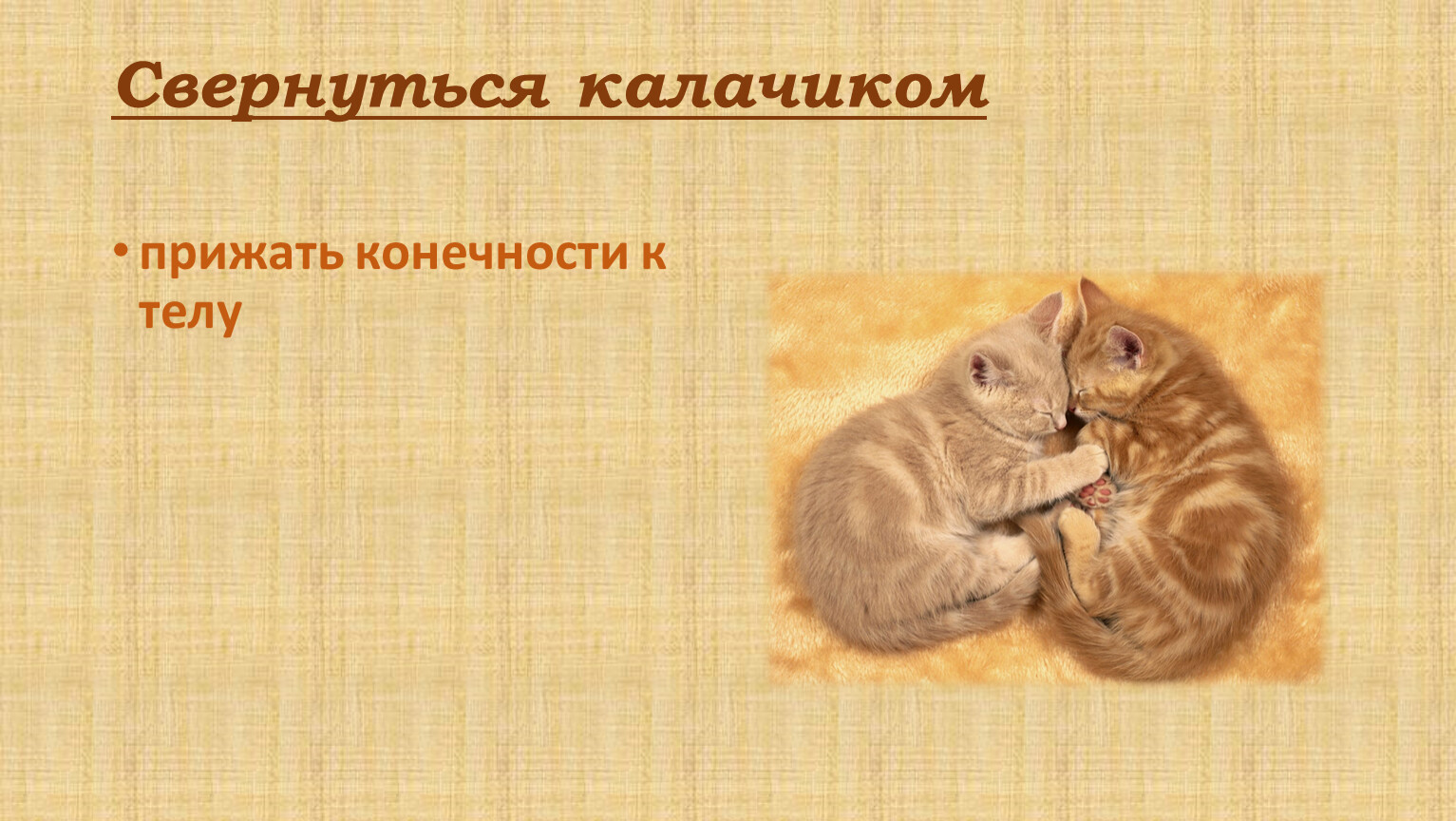 Кот иваныч презентация