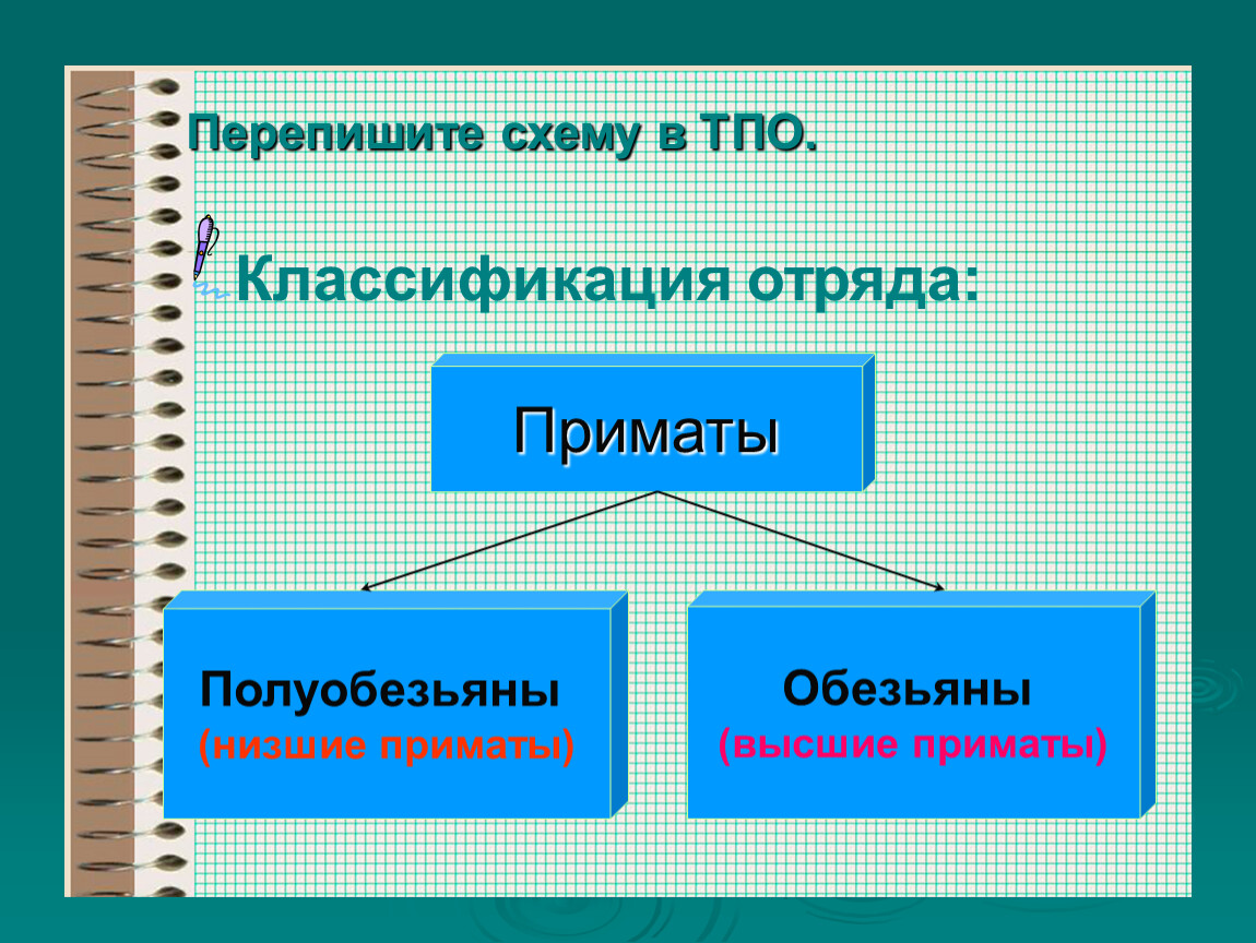 Схема классификация приматов