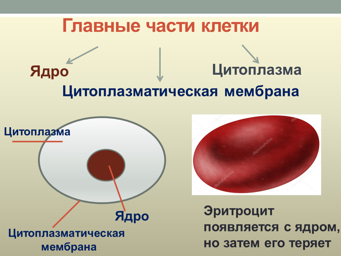 Наличие ядра человека. Мембрана у эритроцита человека. Эритроциты биология 8 класс. Цитоплазма оболочка и ядро в эритроцитах. Строение эритроцита человека.