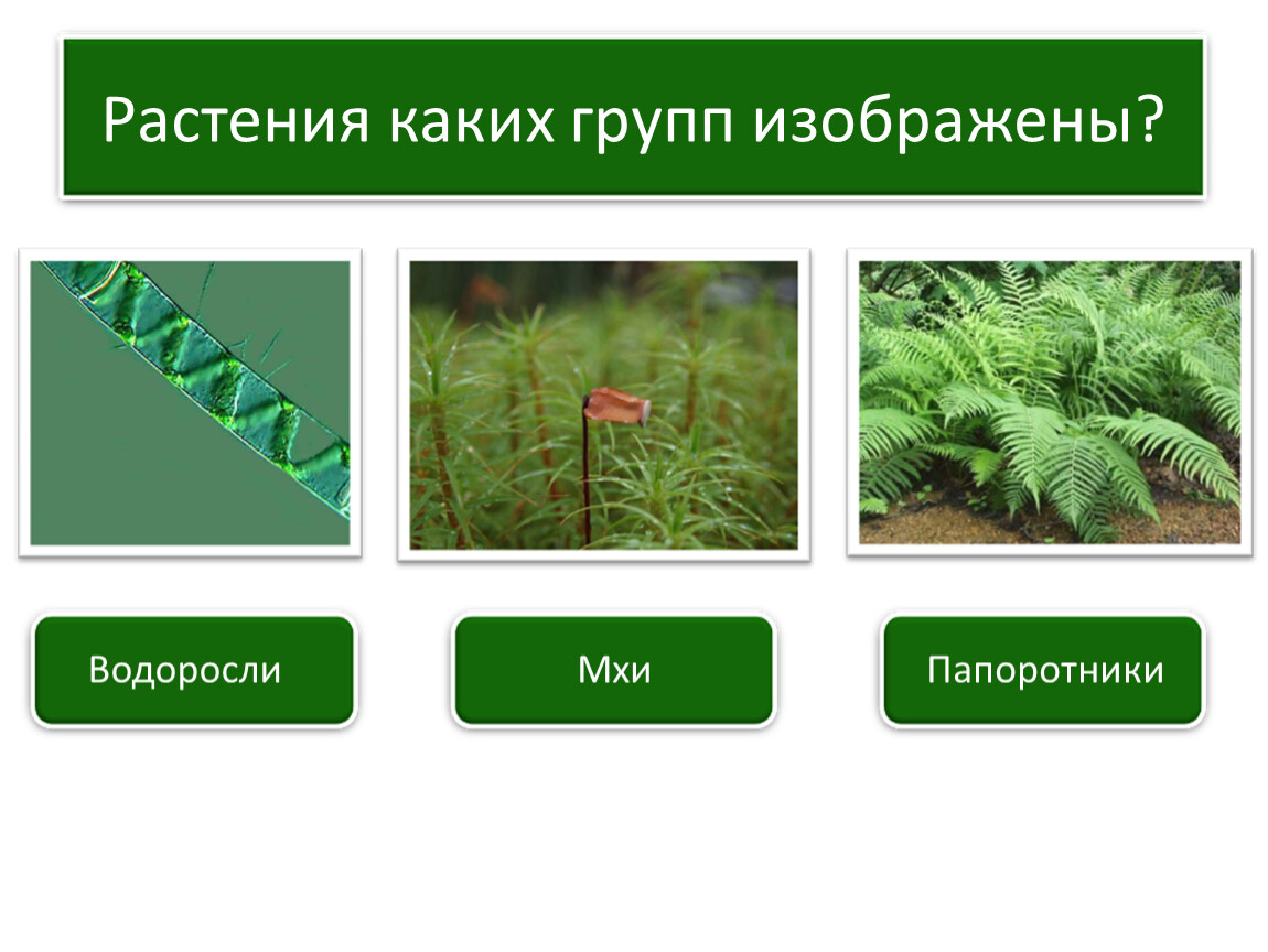 Примеры растений группы мхов. Мхи и папоротники. Водоросли. Мхи. Водоросли Папоротниковидные. Группа растений папоротники.