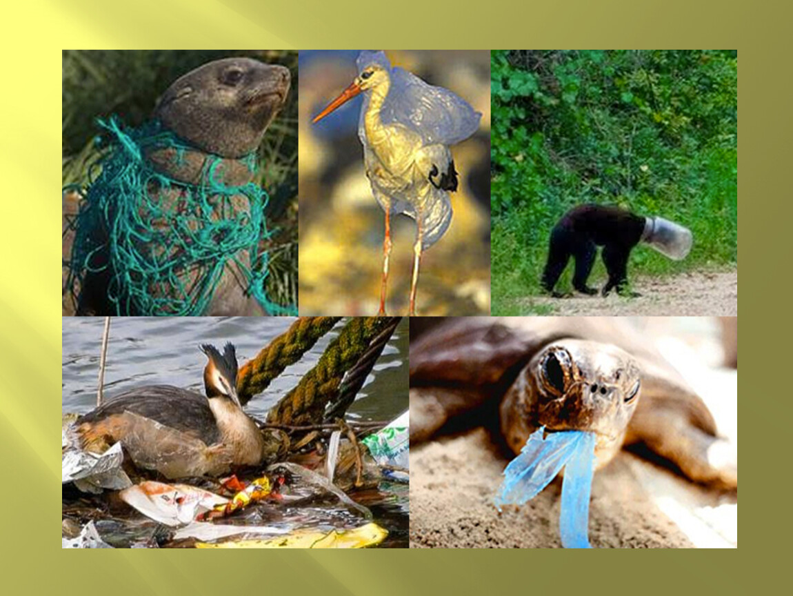 Экология диких животных. Загрязнение окружающей среды животные. Загрязненная природа животные.