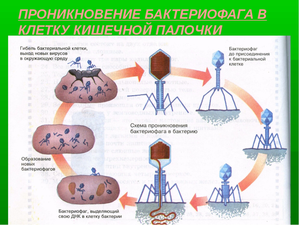 История бактериофагов