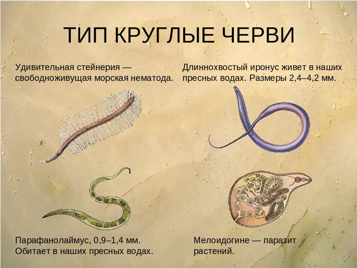 разные черви представленные на фото животные относятся