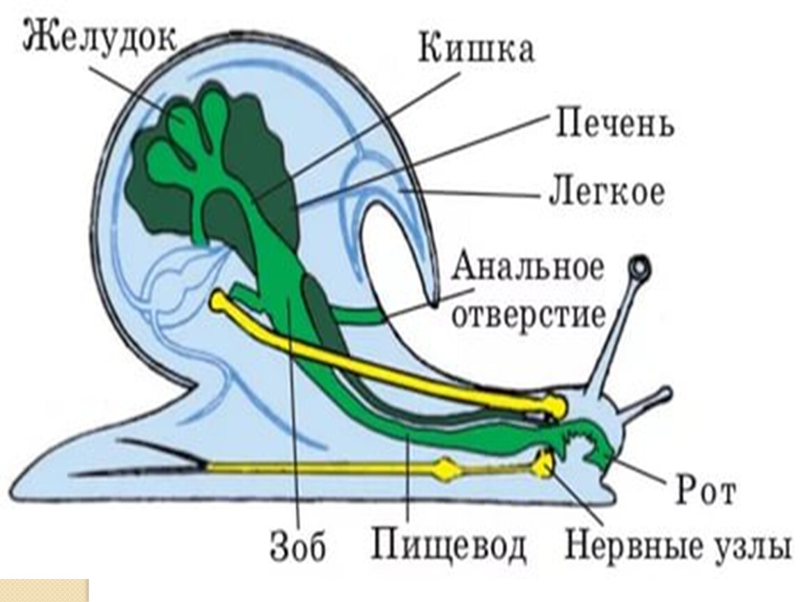 Нервная система брюхоногих моллюсков