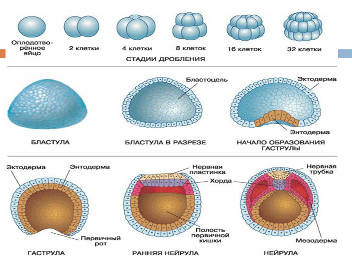 Этапы эмбриогенеза животных