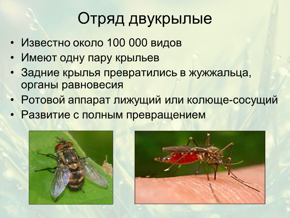 Представители двукрылых. Отряд Равнокрылые Крылья. Отряд Двукрылые жужжальца. Отряд Двукрылые строение. Бабочки Равнокрылые Двукрылые блохи.