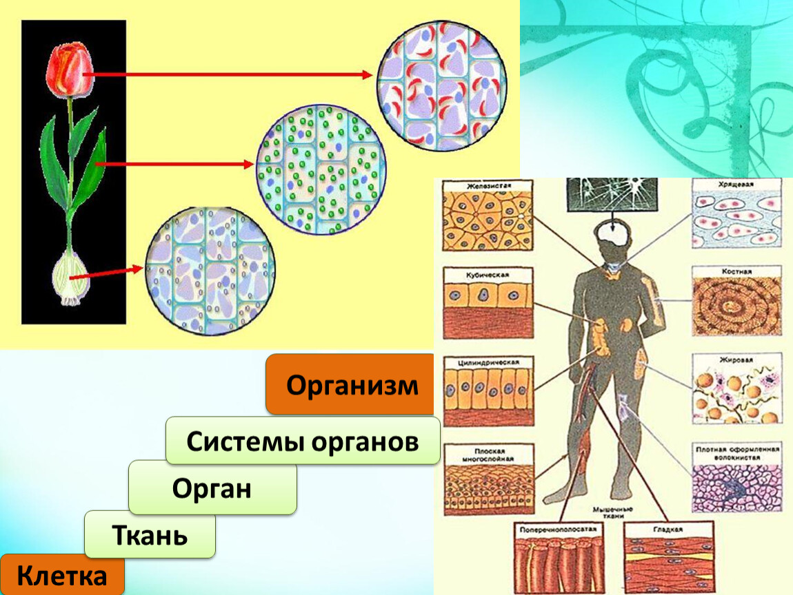 Клетка ткань орган система органов организм схема