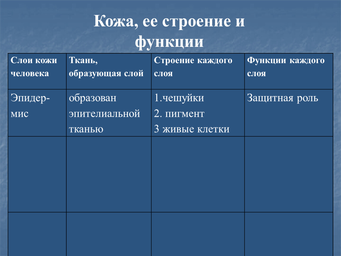 Кожа, ее строение и функции Слои кожи человека