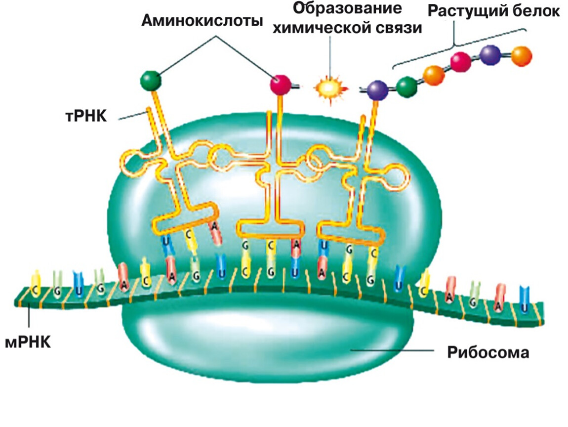 Аппарат рнк. Синтез белка на рибосомах. Биосинтез белка ДНК рибосома РНК. Биосинтез белка на рибосоме.