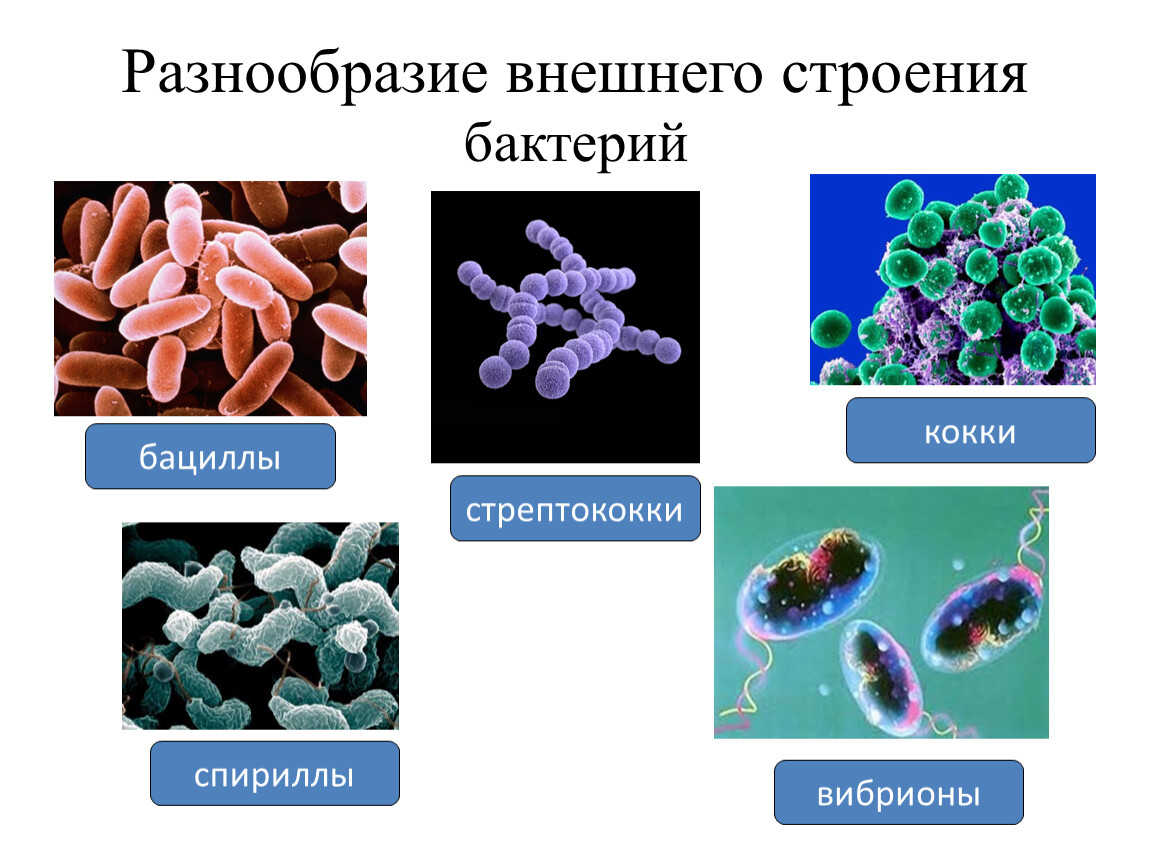 Пару бактерий