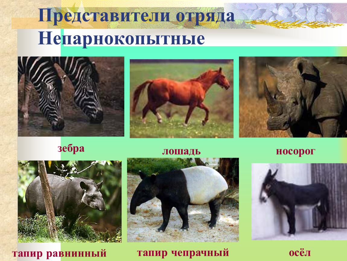 Перечислить отличия животных