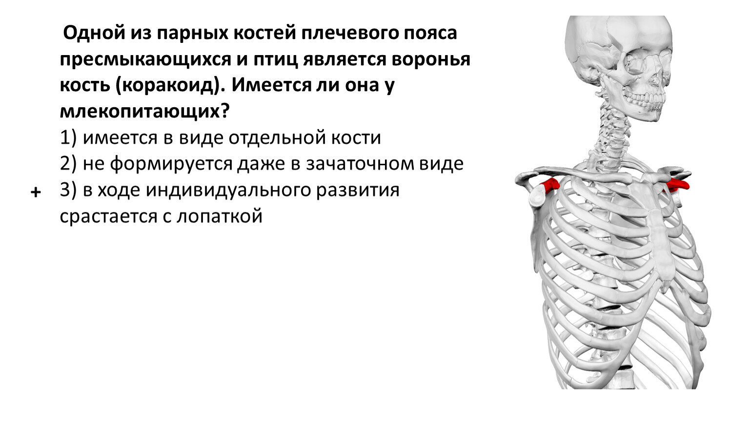 Пар кости ломит. Где находится загрудина у человека фото. Кости плечевого пояса пресмыкающихся. Пары костей. Вороньи кости у человека.