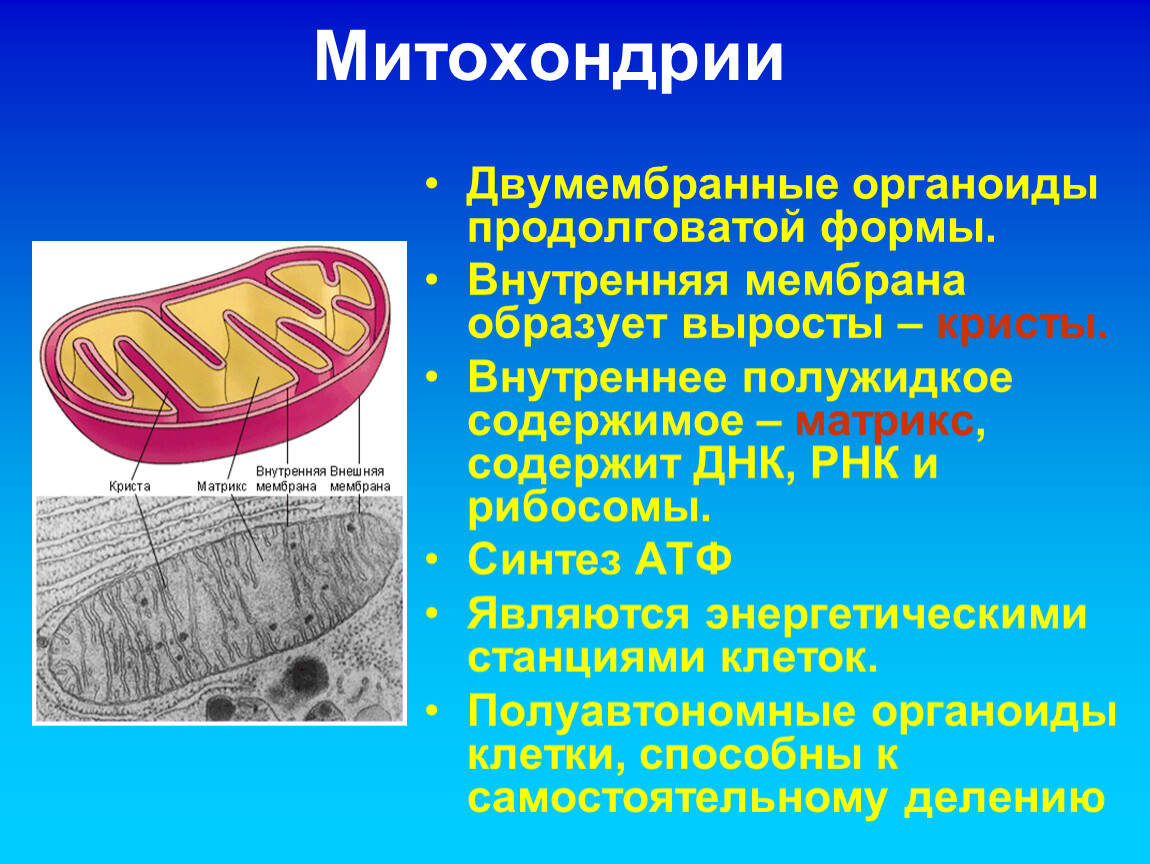 Описание строения митохондрии. Органоид энергетическая станция клетки. Кристы и Матрикс митохондрий. Митохондрии двухмембранный органоид. Орган Эллы энергетическая станция клетки.