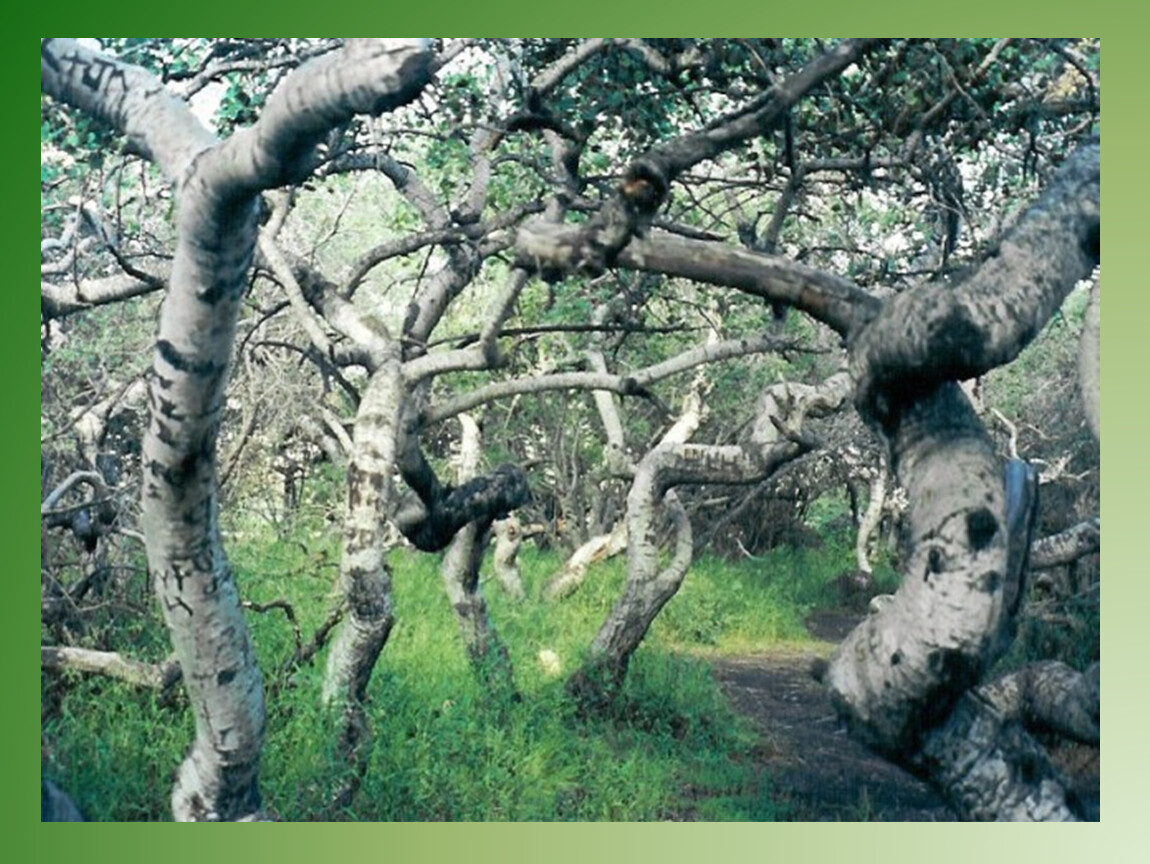 Кривые деревья «Крукед-Буш»