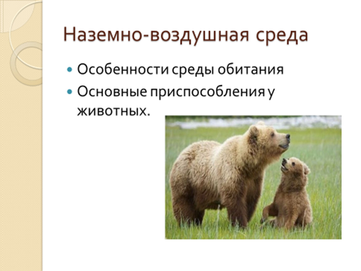 Тесты среда обитания пятый класс. Наземно-воздушная среда обитания картинки. Медведь среда обитания наземно воздушная. Медведь это наземно воздушное животное ?. Языковая среда это в биологии.