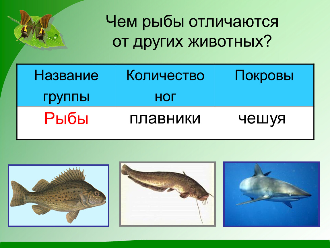 Название групп рыб. Группа животных рыбы. Чем рыбы отличаются от других животных. Окружающий мир тема рыбы. Рыбы 2 класс.