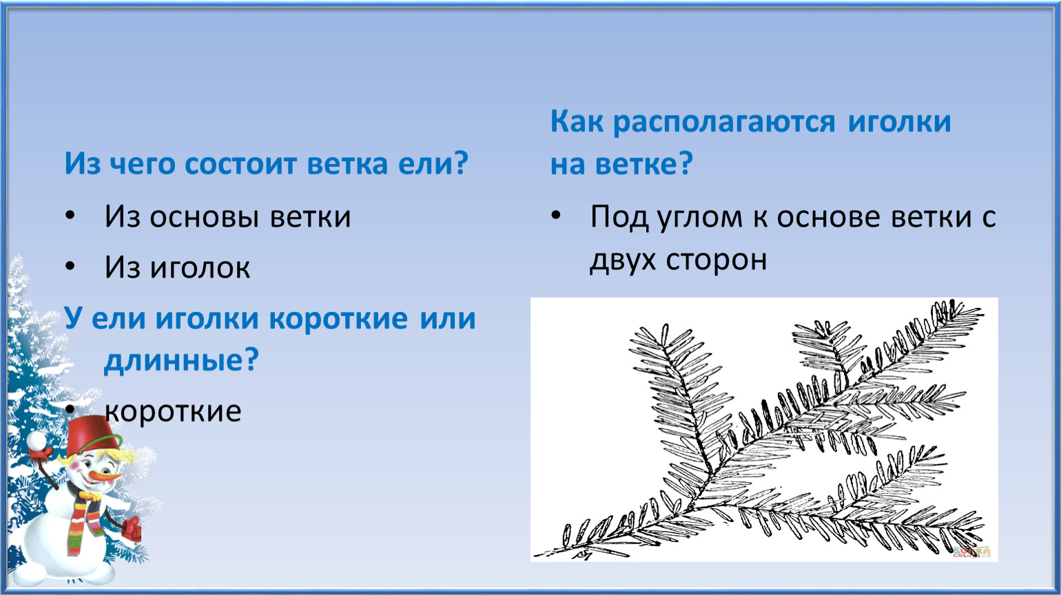 Ветка ели заменить на управление. Из чего состоит ель. Как располагаются ветки у ели. Как расположены иголки у ели. Словосочетание ветки ели.
