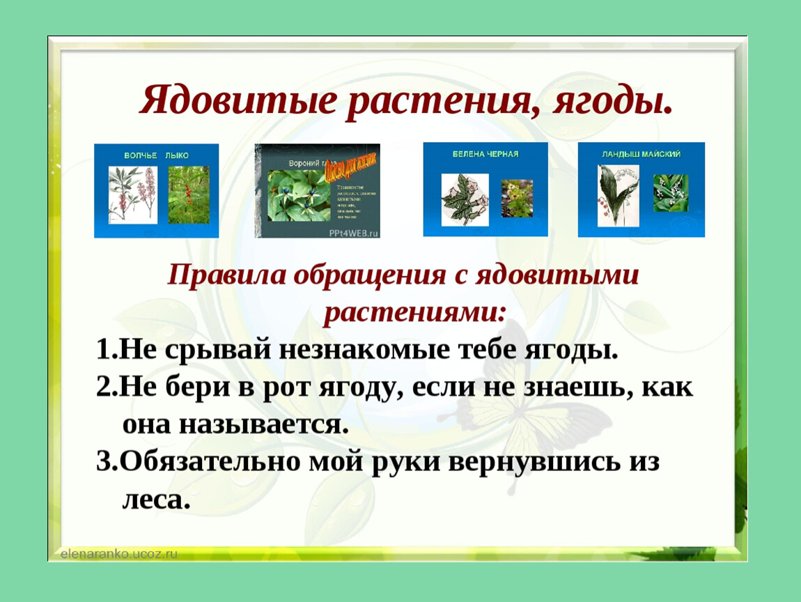 Подробнее о лесных опасностях 2 класс окружающий мир проект