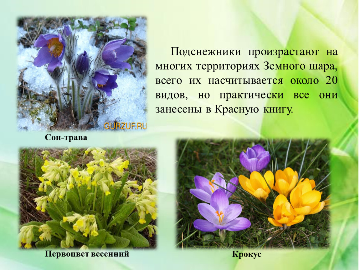 Первоцветы краснодарского края фото и названия занесенные в красную
