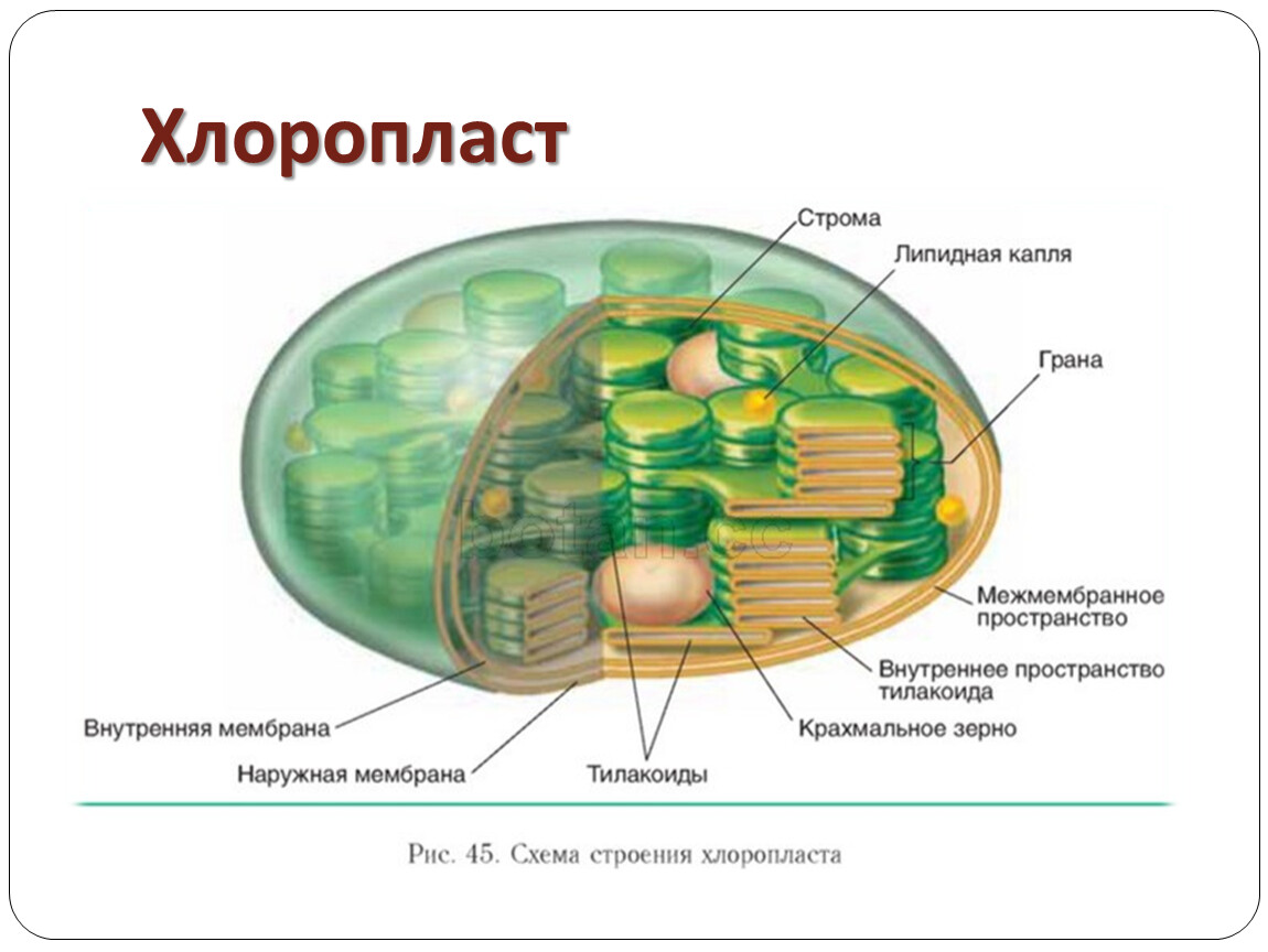 Форма хлоропласта. Строение хлоропласта растительной клетки. Схема строения хлоропласта. Матрикс хлоропласта. Хлоропласты растительной клетки строение и функции.
