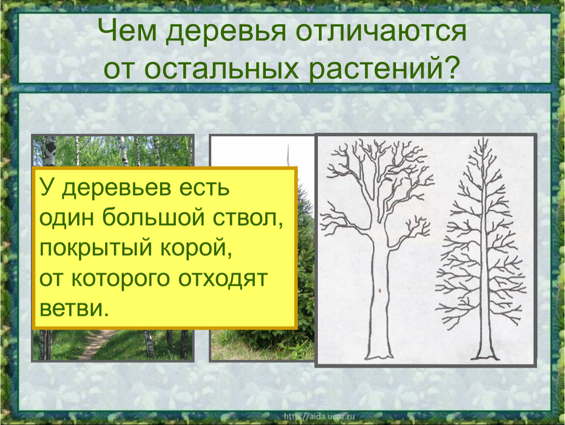 Презентация растение 2 класс окружающий мир. Какие бывают растения. Деревья кустарники травы. Деревья и кустарники для детей. Презентация на тему деревья.