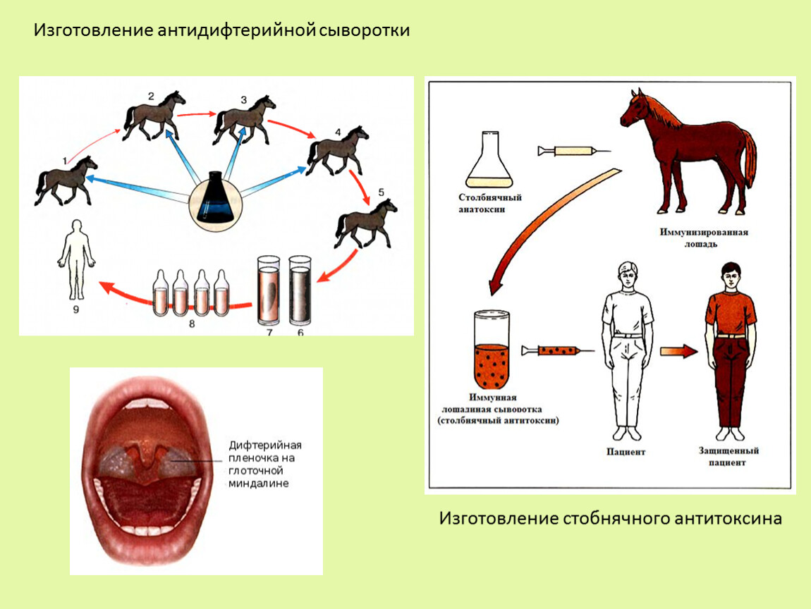 Получение сыворотки из крови лошади. Схема получения иммунных сывороток. Схема получения лечебной сыворотки. Этапы изготовления лечебной сыворотки. Схема Введение антидифтерийной сыворотки.
