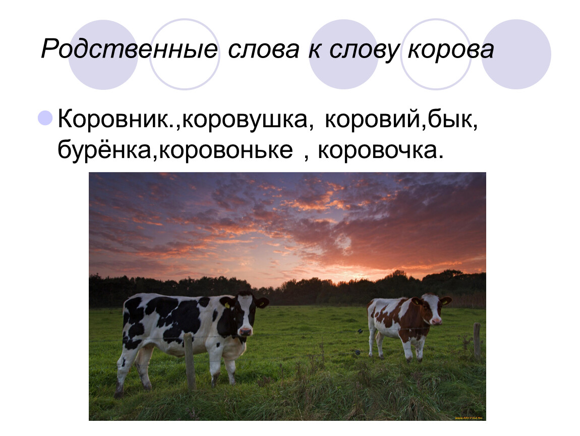 Однокоренные слова к слову корова. Родственные слова корва. Корова родственные слова. Родственные слова к слову корова.