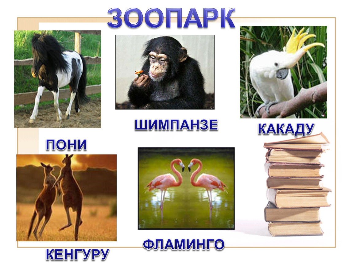 Шимпанзе какой род в русском языке. Кенгуру Фламинго шимпанзе какого рода. Шимпанзе какой род. Род существительных шимпанзе кенгуру. Шимпанзе род существительного.