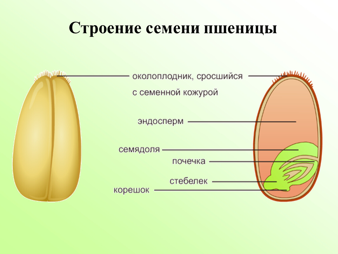 Роль семени пшеницы