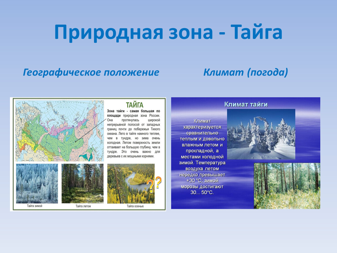 Мерки природно географические. Природные зоны России Тайга 8 класс. Климат тайги 4 класс. Географиискоеположение тайги. Природная зона Тайга географическое положение.