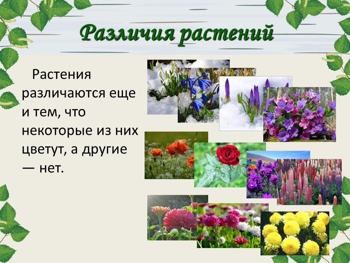 Различия растений. Разнообразие цветов. Различие растений цветущих. Отличия цветы. Растение различают. Как отличить растения