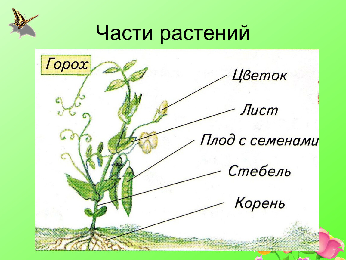 Из каких частей состоит со. Части растения. Части растения горох. Название частей растения. Назовите части растения.