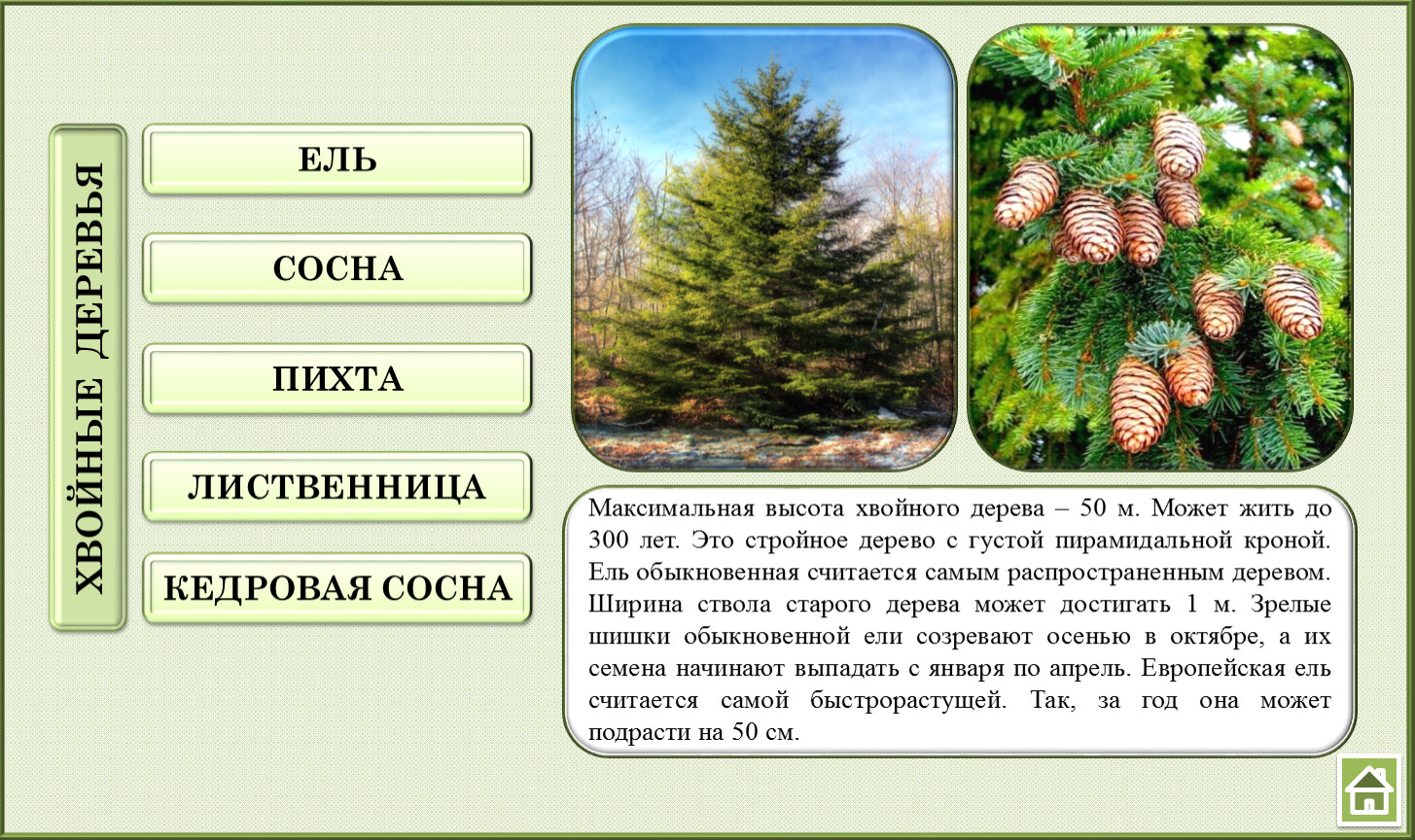 Виды хвойных деревьев фото и названия в россии