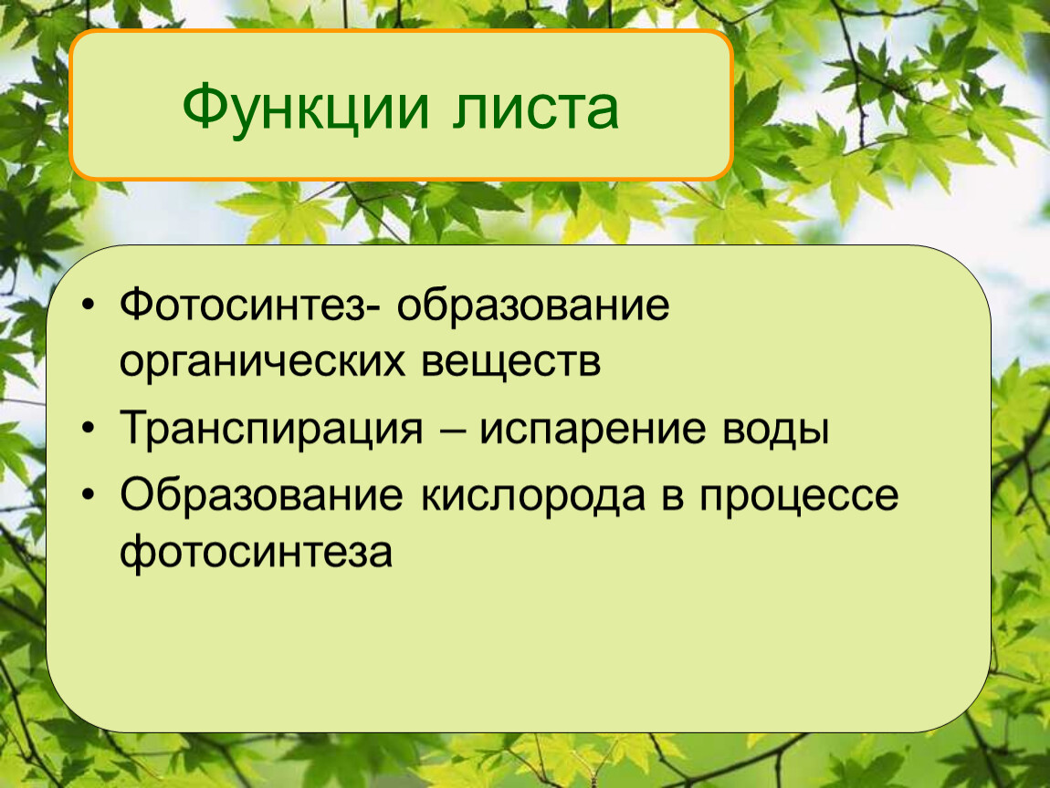 Листья в жизни растений. Функции листьев растений. Функции листьев биология 6 класс. Функции листа растения. Главная функция листьев растений.