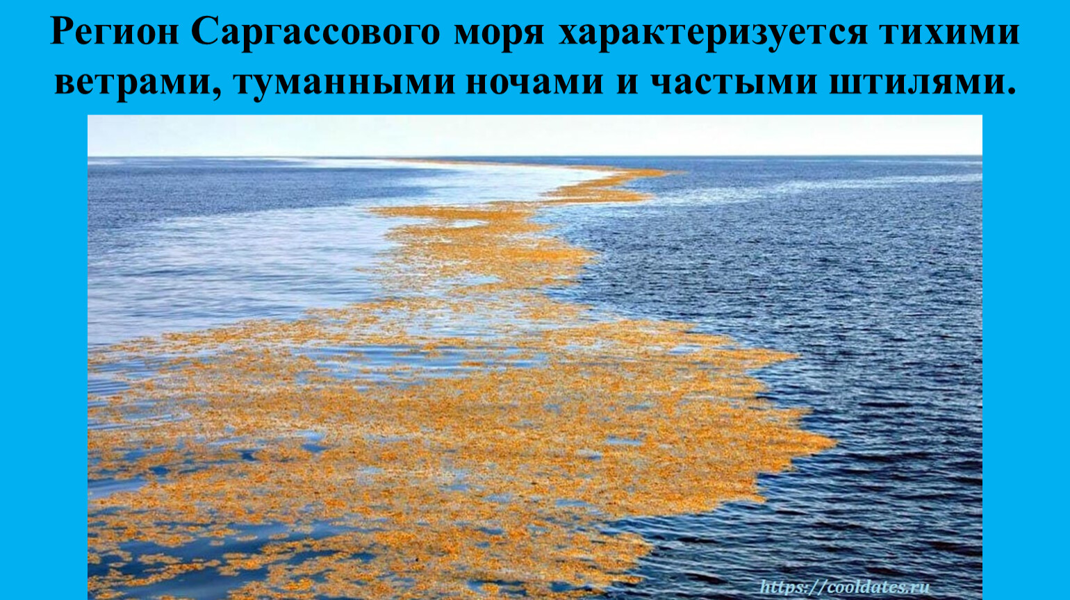 саргассово море без берегов