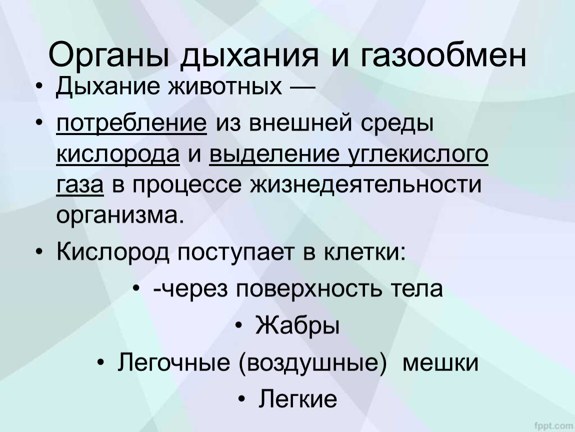 Какой газ необходим животным для дыхания. Значение дыхания у животных. Уравнение дыхания животных. Дыхание зверя. Дыхание животных тест да нет.