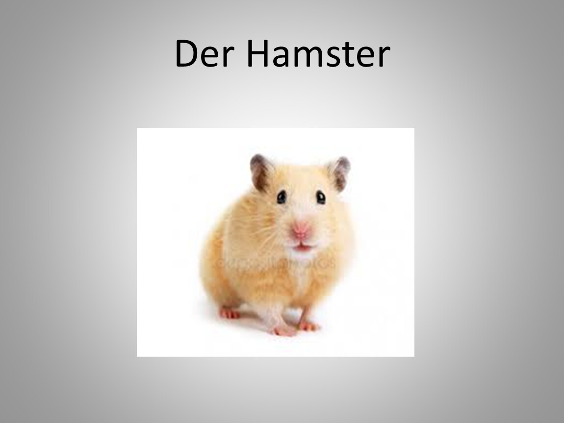 Der hamster