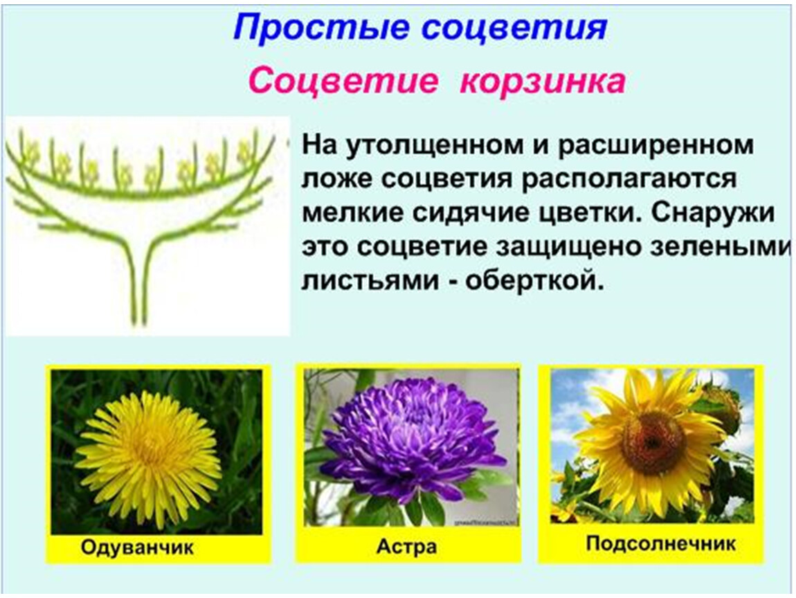 Одиночный цветок или имеет соцветие. Подсолнечник цветки соцветия. Соцветие корзинка Астра. Простые соцветия корзинка. Одуванчик Тип соцветия.