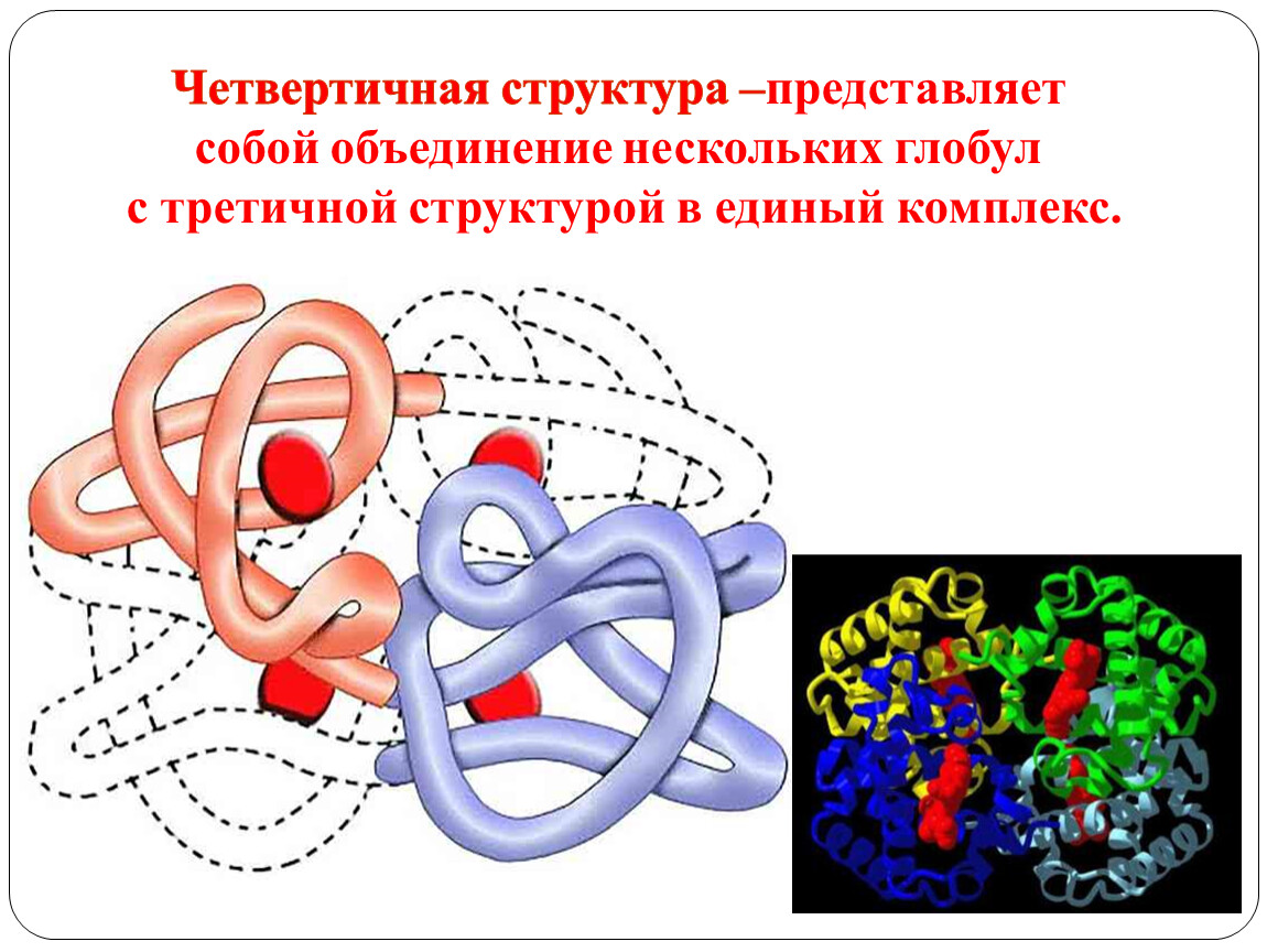 На рисунке представлена структура белка. Третичная структура белка глобула. Третичная и четвертичная структура белка. Глобула это структура белка. Белки третичная структура глобула.