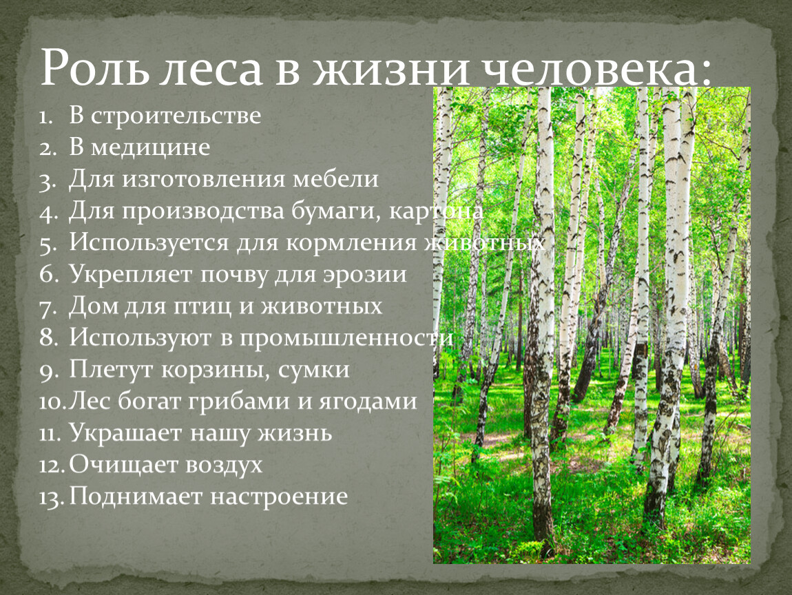 Какова роль леса в жизни человека. Ролт Леа в жизи челоека. Поль леса в жизни человека. Роль леса в жизни человека. Роль лесов в жизни человека.
