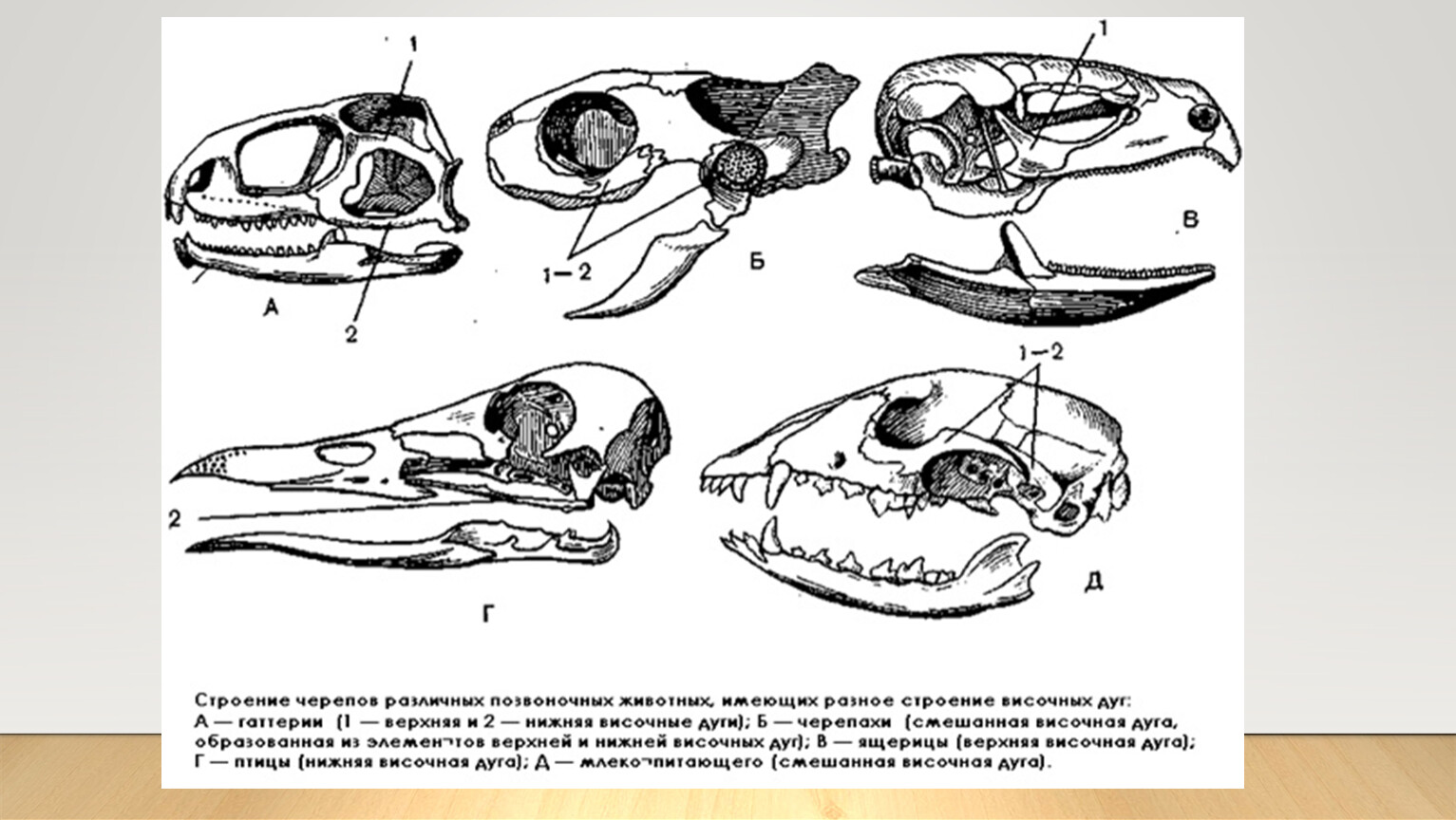 Изучите строение черепа млекопитающего. Филогенез черепа позвоночных. Эволюция висцерального черепа позвоночных. Филогенез висцерального черепа позвоночных. Эволюция скелета черепа у позвоночных.