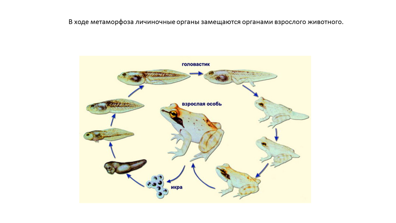 Биологическое значение Метаморфоза. Личиночное развитие земноводных разных отрядов. Развитие пингвина с метаморфозом. Качественное изменение организмов в течение жизни это.